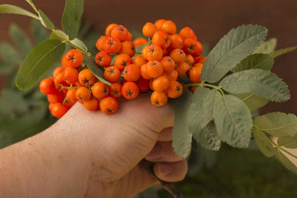 A bouquet of red mountain ash in hand — Stock Photo, Image