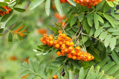 Demet kırmızı kül. Bir ağaç dalı üzerinde. Kartpostallar