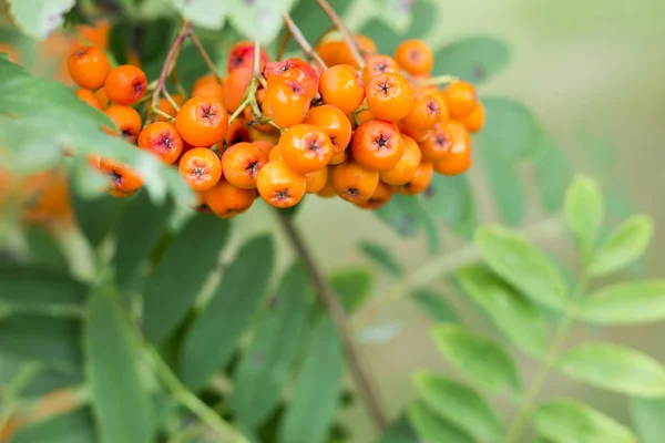 Bunches of red ash. On a branch of a tree. Postcards — Stock Photo, Image