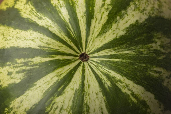 A textura da casca da melancia. Close-up — Fotografia de Stock