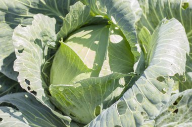 Lahana bahçede büyür. Arka plan wi inci büyük lahana yakın çekim