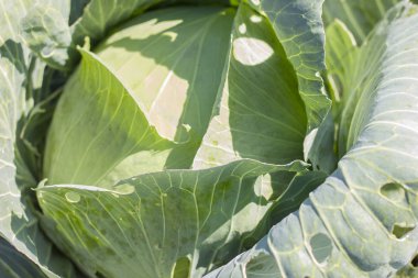 Lahana bahçede büyür. Arka plan wi inci büyük lahana yakın çekim