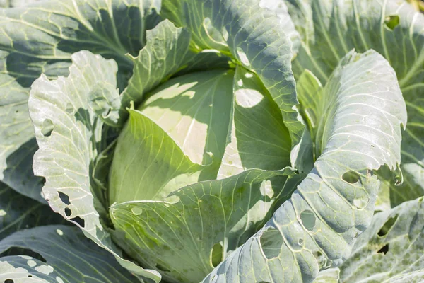 Lahana bahçede büyür. Arka plan wi inci büyük lahana yakın çekim