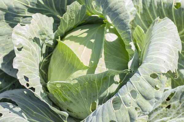 Lahana bahçede büyür. Arka plan wi inci büyük lahana yakın çekim