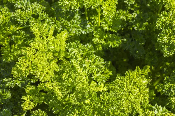 Taze yeşil maydanoz. Organik gıda