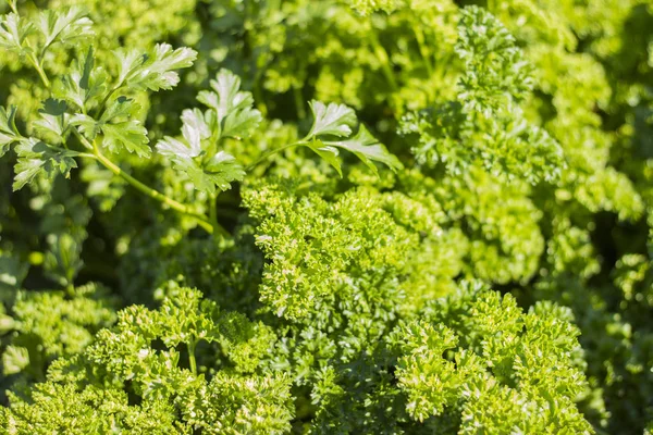 Taze yeşil maydanoz. Organik gıda