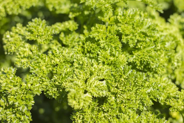 Taze yeşil maydanoz. Organik gıda