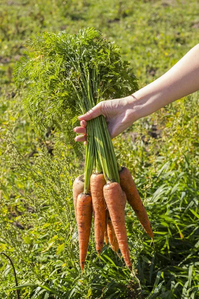 Taze, tatlı havuç. Organik sebze. Sağlıklı gıda