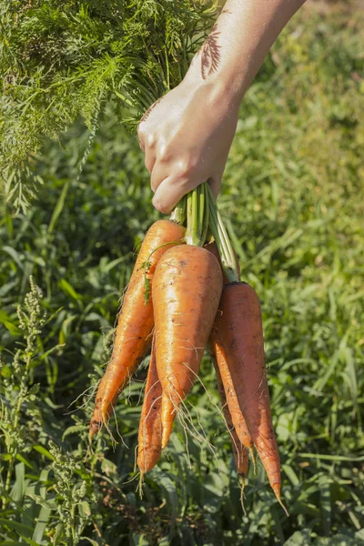 Taze, tatlı havuç. Organik sebze. Sağlıklı gıda