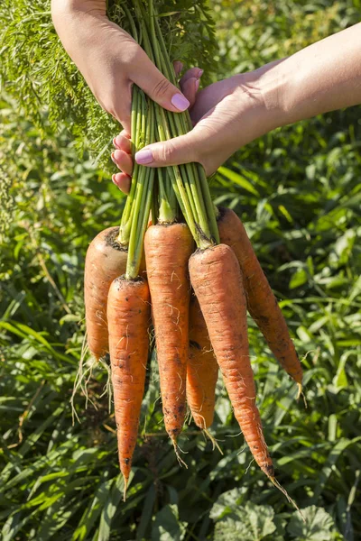 Taze, tatlı havuç. Organik sebze. Sağlıklı gıda