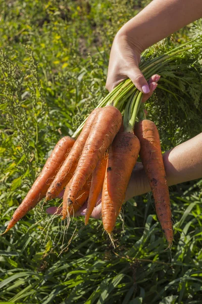 Свежая, сладкая морковка. Органические овощи. Здоровое питание — стоковое фото