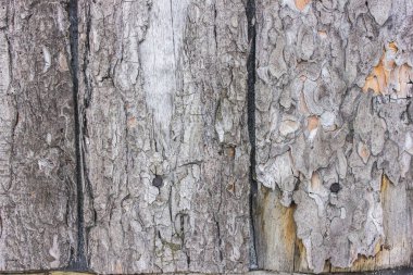 Çivi ile kurullarında eski kuru kabuk dokusu. Çam ağacı. Arka planlar için 