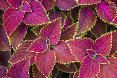 Coleus, Solenostemon, Plectranthus scutellarioides, Solenostemon scutellarioides. Arka plan, doku 