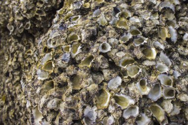 Taş kabuklarında. Arka plan doku. Kopya alanı 