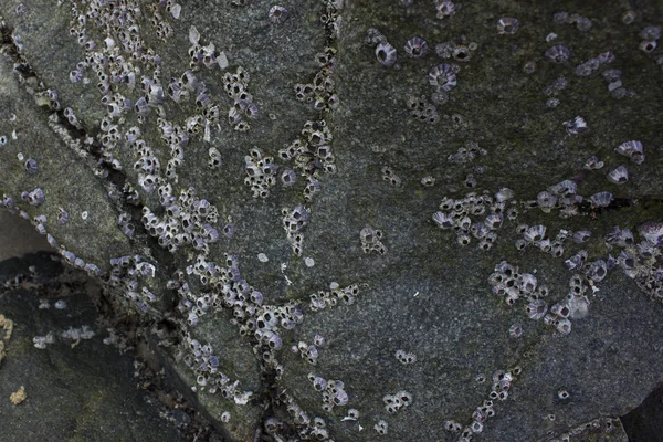 抽象的な背景 貝の石 コピー スペース — ストック写真