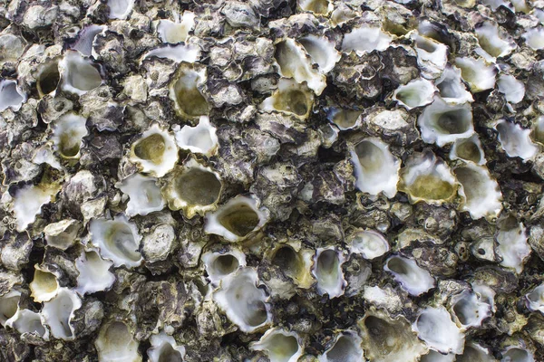 貝の石 抽象的な背景 テクスチャ コピー スペース — ストック写真