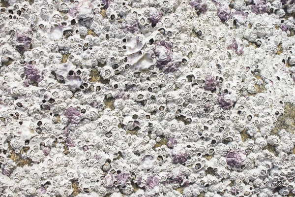 Conchas Textura Uma Rocha Textura Pedra Fundo Luz — Fotografia de Stock