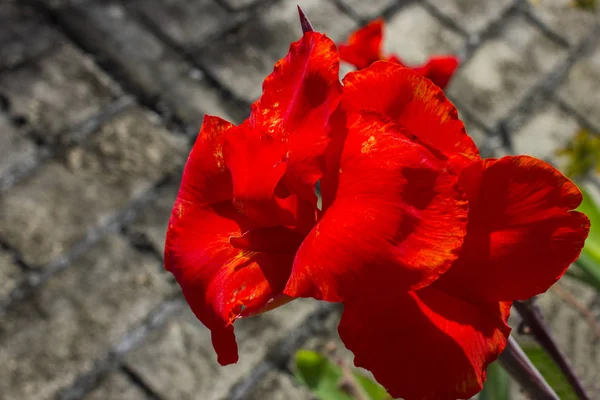 Bright Red Flower Dark Background Background — Stock Photo, Image