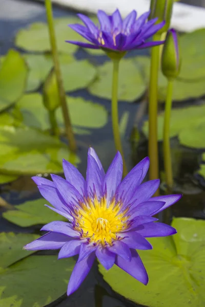 Elegant blue lily flower (lotus) in water. The lotus flower (water lily) is a national flower for India. Symbol in Asian culture