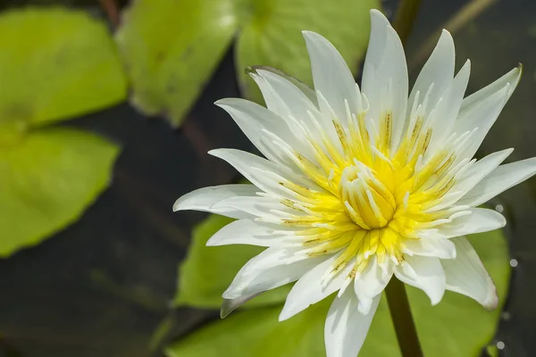 Elegant white lily flower (lotus) in water. The lotus flower (water lily) is a national flower for India. Symbol in Asian culture