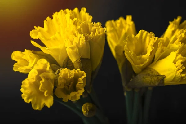 Amarelo Narciso Sobre Fundo Preto Floração Flores Espaço Cópia — Fotografia de Stock