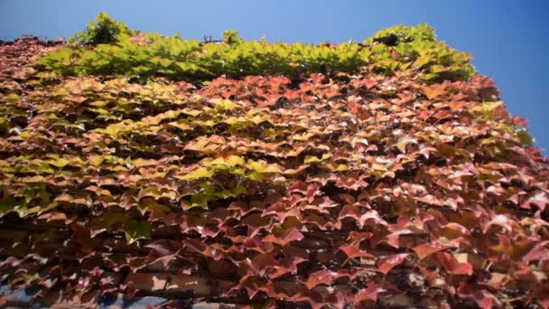 Colorful creeper on the wall and butterfly — Stock video