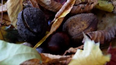 kestane kuru yaprakları yığını