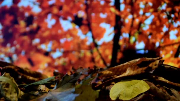 Φθινόπωρο κόκκινο και πορτοκαλιά φύλλα που πέφτουν — Αρχείο Βίντεο