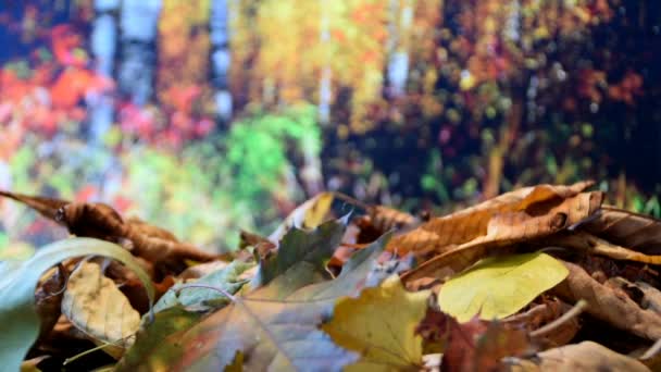 Umgestürzte Blätter im Wald — Stockvideo