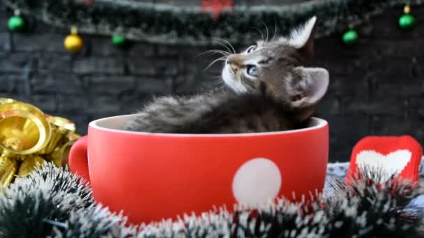 Gatinho em uma xícara vira a cabeça e observa — Vídeo de Stock