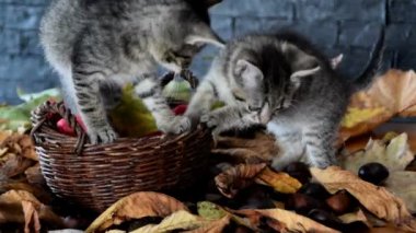yavru kedi kuru yapraklar üzerinde yürüyor