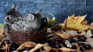 yavru kedi birbirlerini yalamak