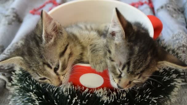 Doces gatinhos sonolentos — Vídeo de Stock