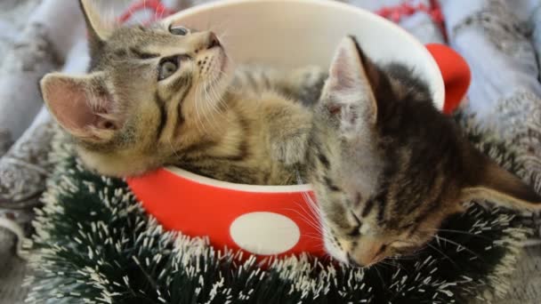 Dedos femininos acariciando um gatinho o focinho — Vídeo de Stock