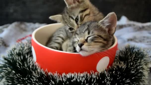 Kittens lick and play in a cup — Stock Video