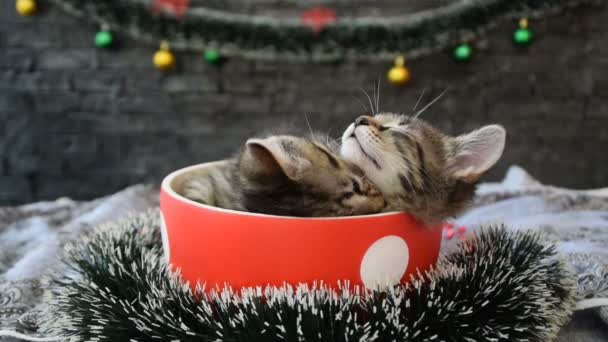 Один бодрствующий и один сонный котенок в чашке, окруженный праздничным декором — стоковое видео