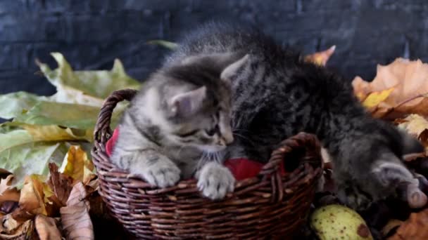 Щойно прокинувся маленький кошеня — стокове відео