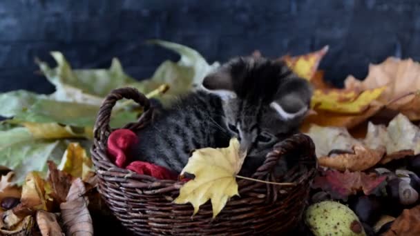 Minou dans les districts d'osier reniflant jaune feuille sèche — Video