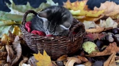Kırmızı til nibbling yavru kedi