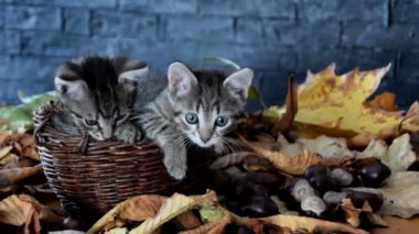 Yavru kedi koklama ve soruşturma