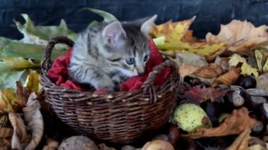 Yavru kedi koklama ve soruşturma