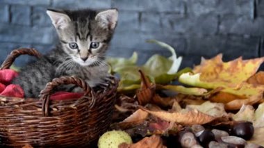 Örgü Sepet de kedi