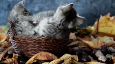 yavru kedi birbirleri ile bir hasır sepet oynuyorlar