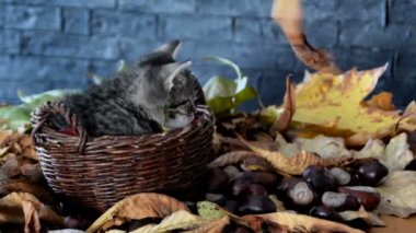 Yavru kedi yaprak ile oynuyor