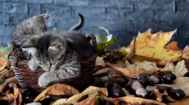 Yapraklarında oynayan yavru kedi