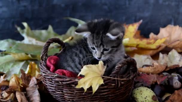 Кошеня нюхає жовтий сухий лист — стокове відео