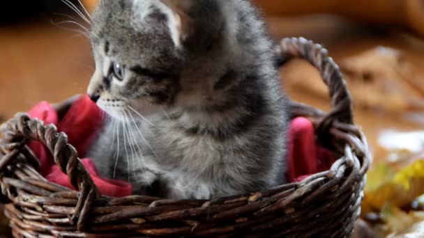 Кошеня в плетеному кошику — стокове відео