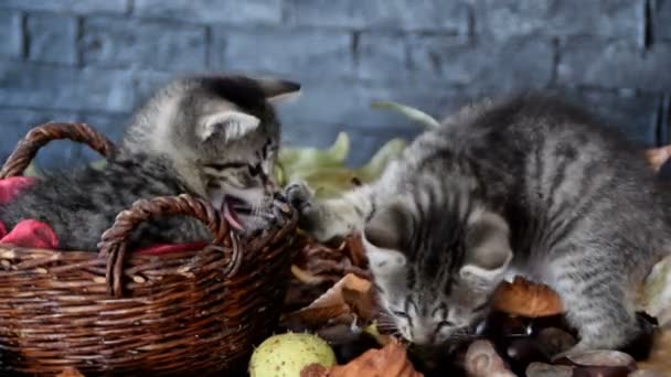 Kätzchen schnuppern trockenes Laub — Stockvideo
