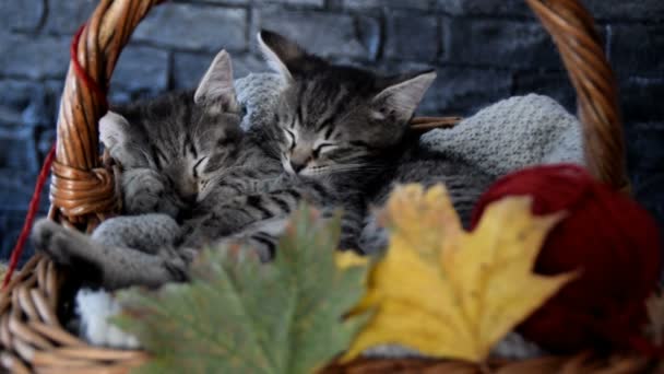 Gatitos durmiendo en una canasta de mimbre con hojas y bola roja de cuerda — Vídeos de Stock