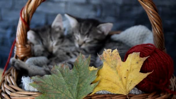 Due gattini che dormono in un cesto di vimini con foglie e palla di corda rossa — Video Stock